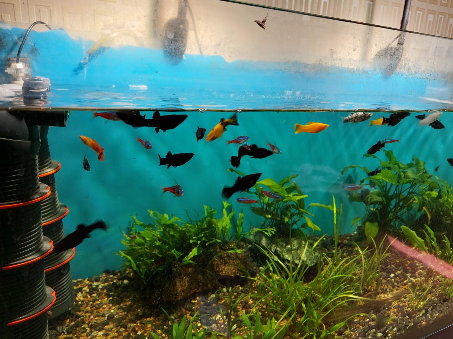 Do Platy Fish Eat Snails? A Comprehensive Guide to Platy Fish Feeding