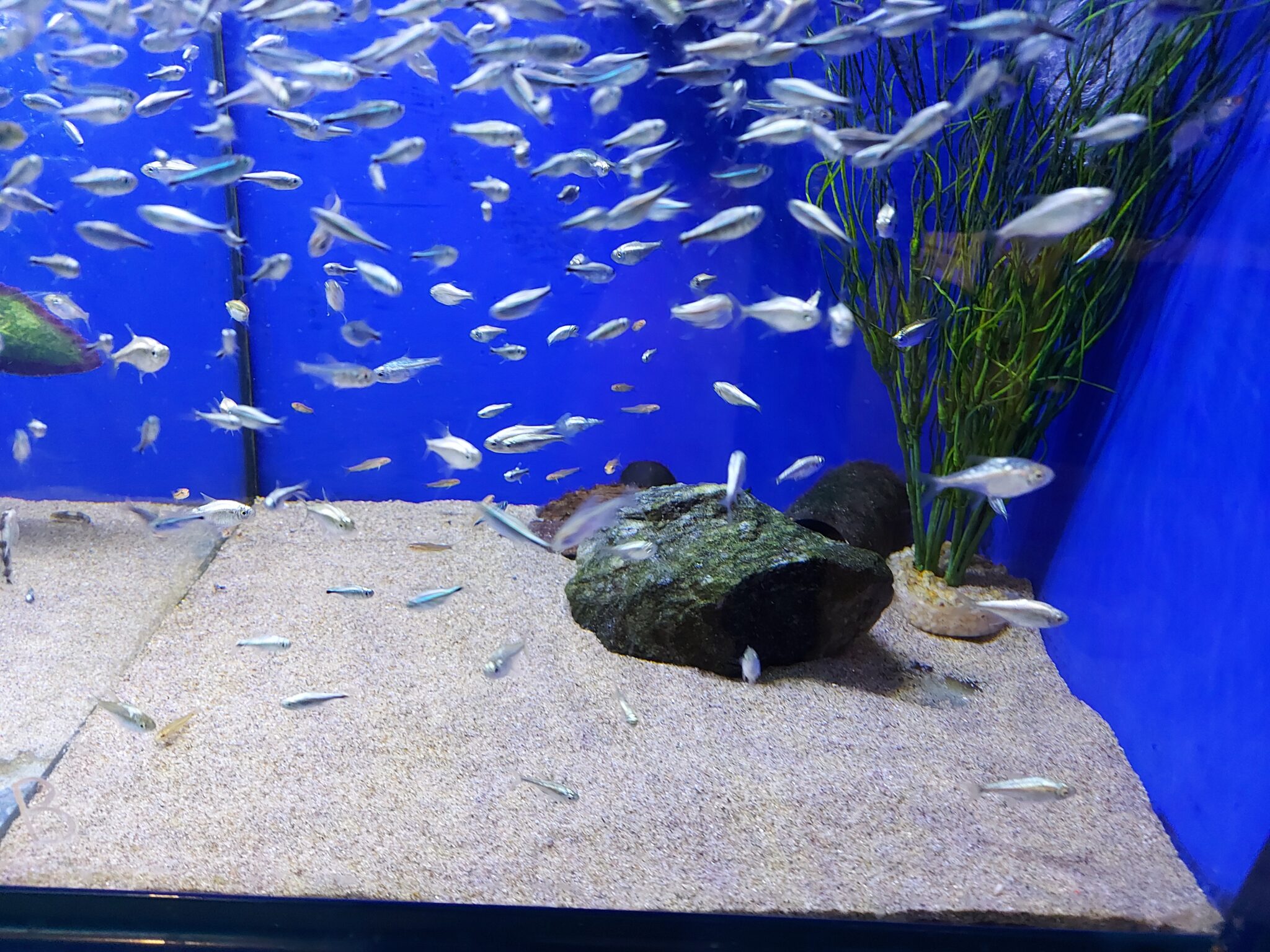 how-many-nano-fish-can-you-keep-in-a-75-gallon-tank-the-fish-keeping