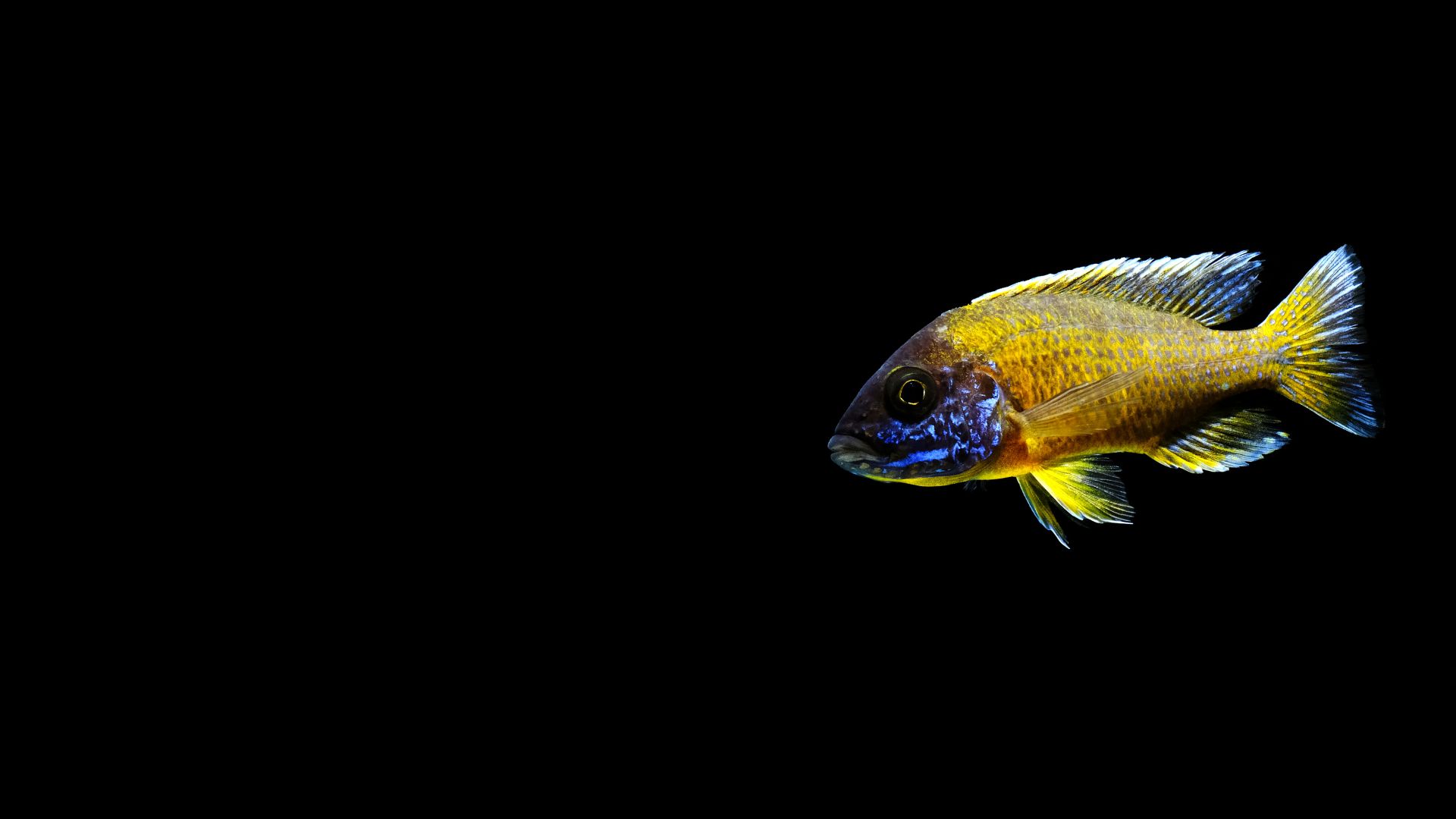 African Cichlid