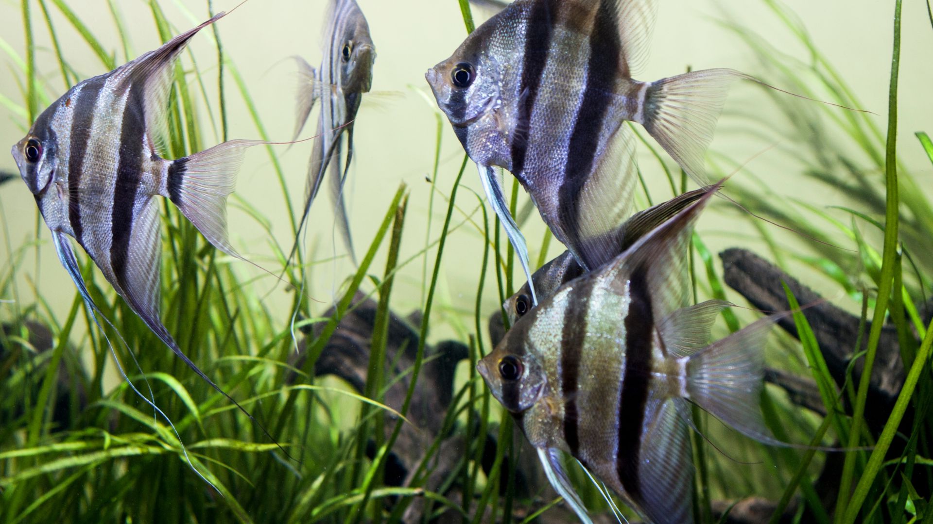 Angelfish