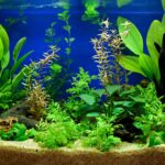 Plants to Reduce Ammonia in an Aquarium