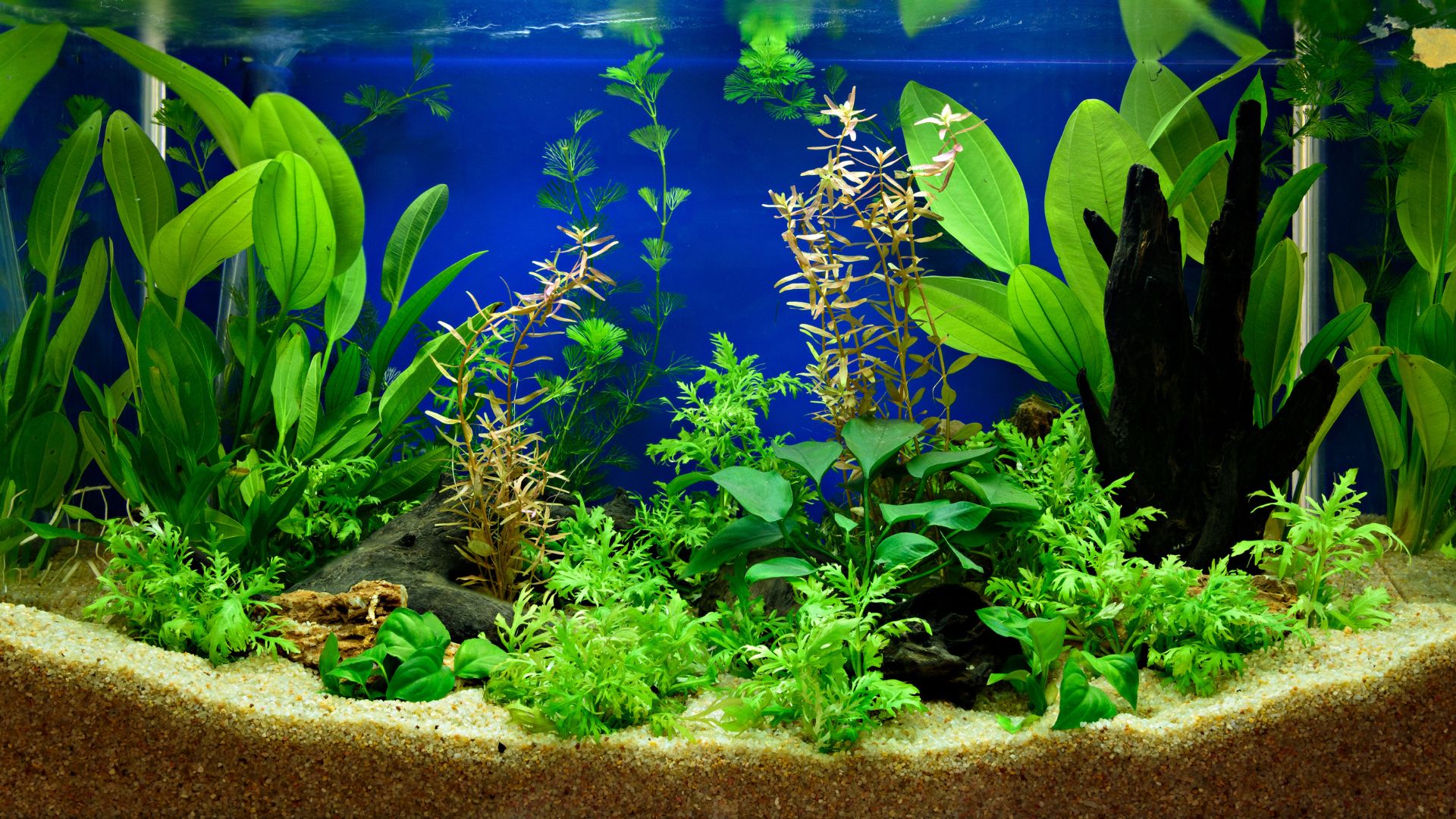 Plants to Reduce Ammonia in an Aquarium