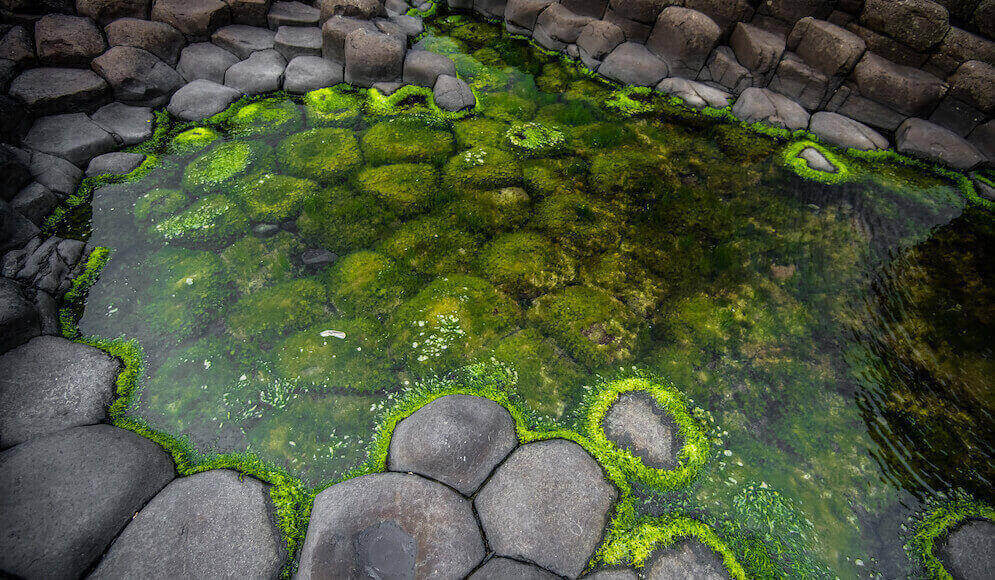Best Algae Remover for Ponds
