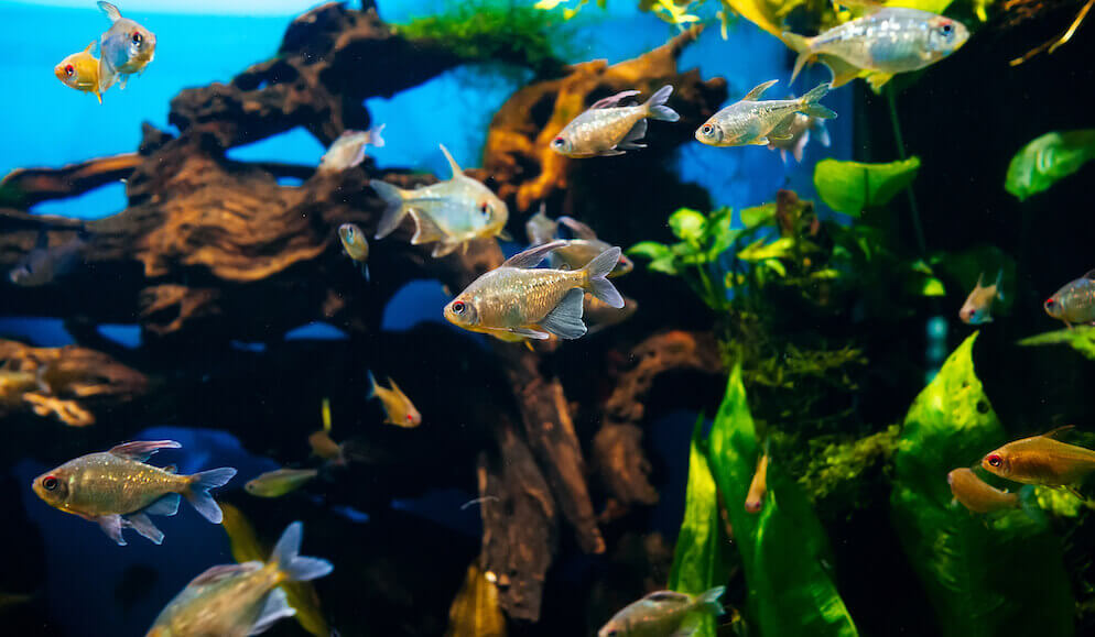 Best Bio Filter Media For Freshwater Aquarium