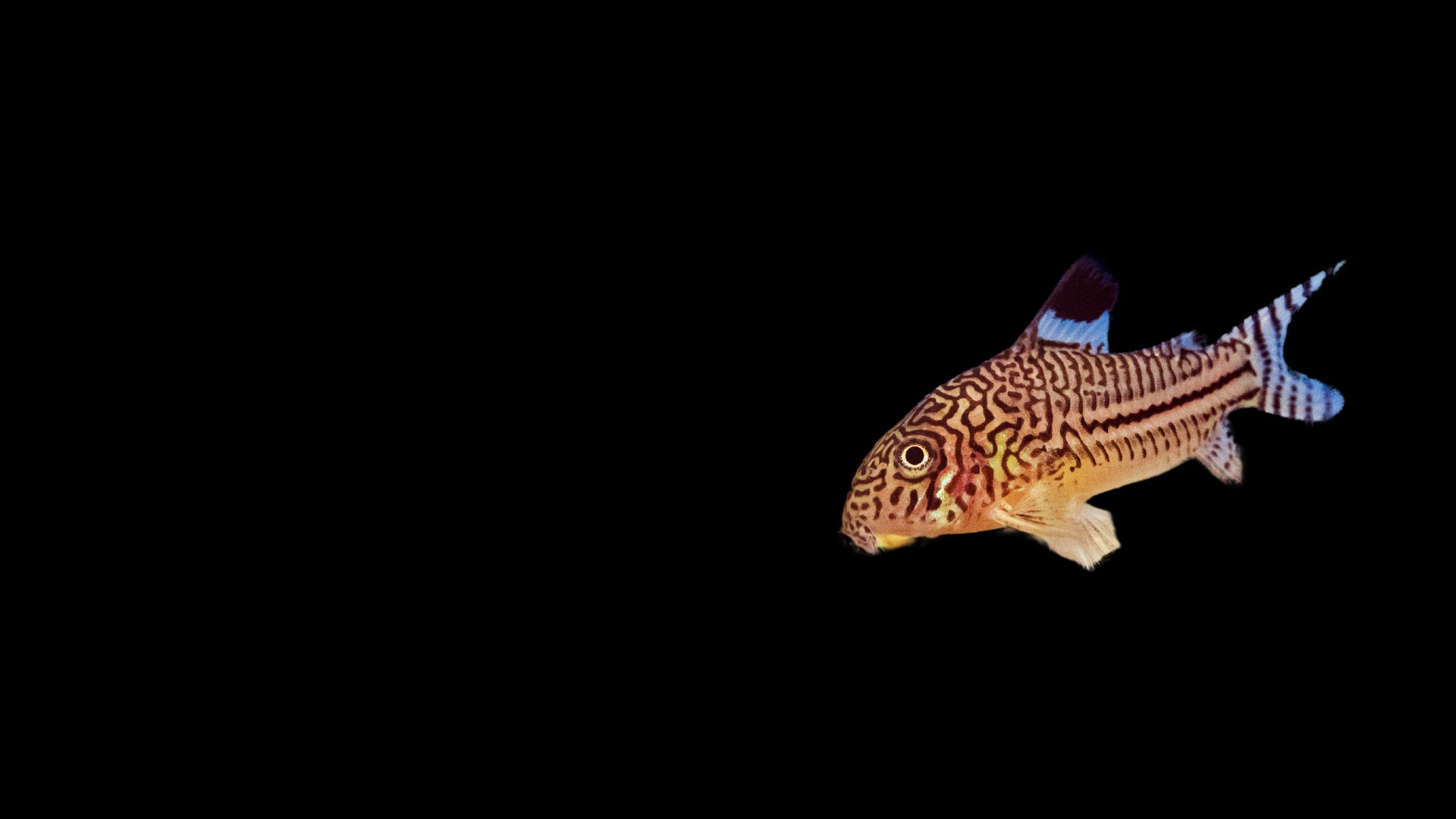 Corydoras Catfish On A Dark Background