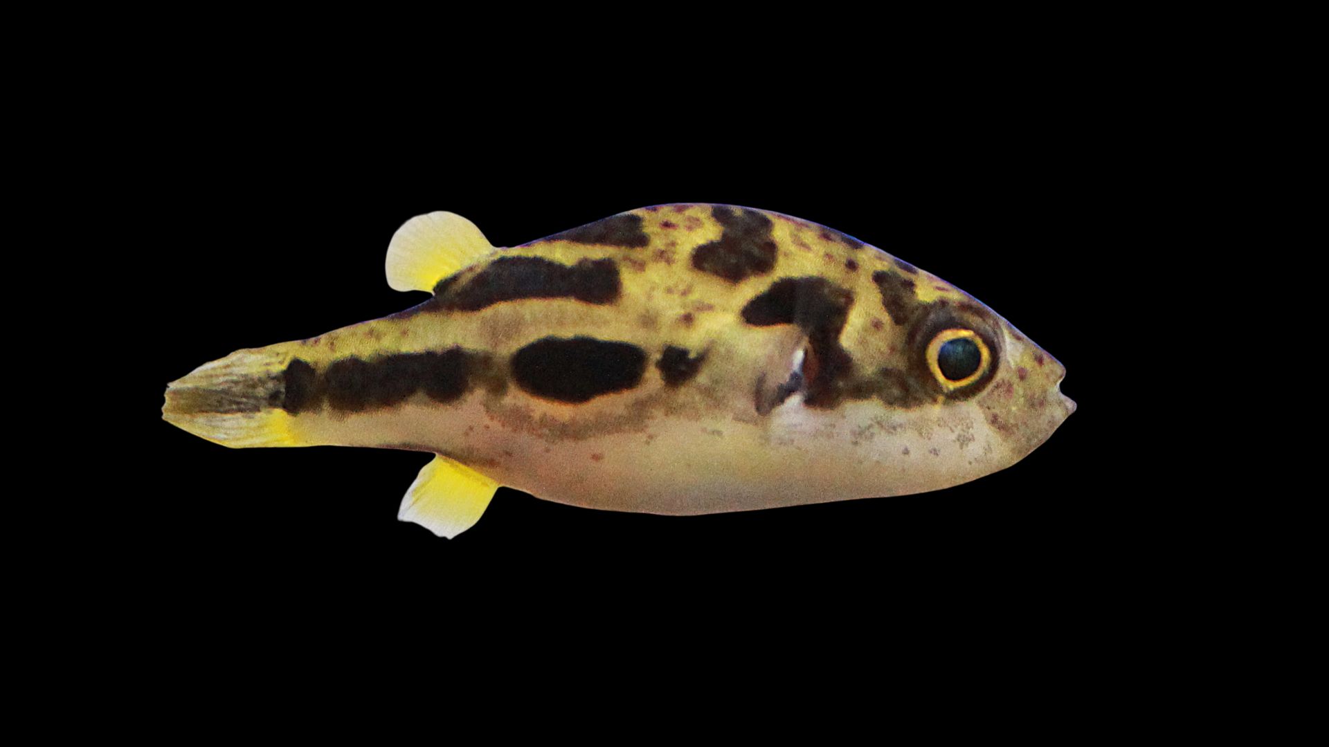 Dwarf Puffer