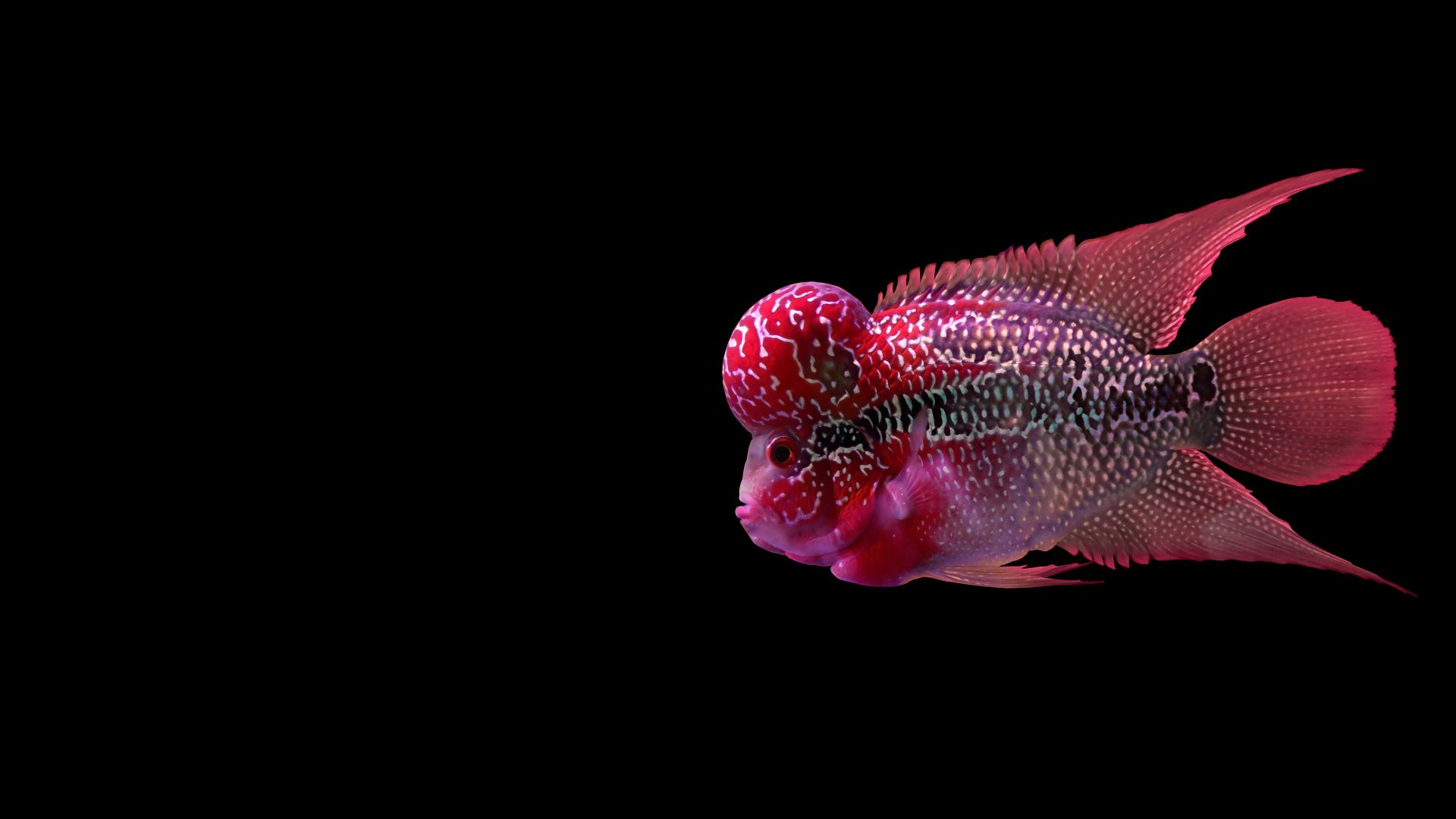 Flowerhorn