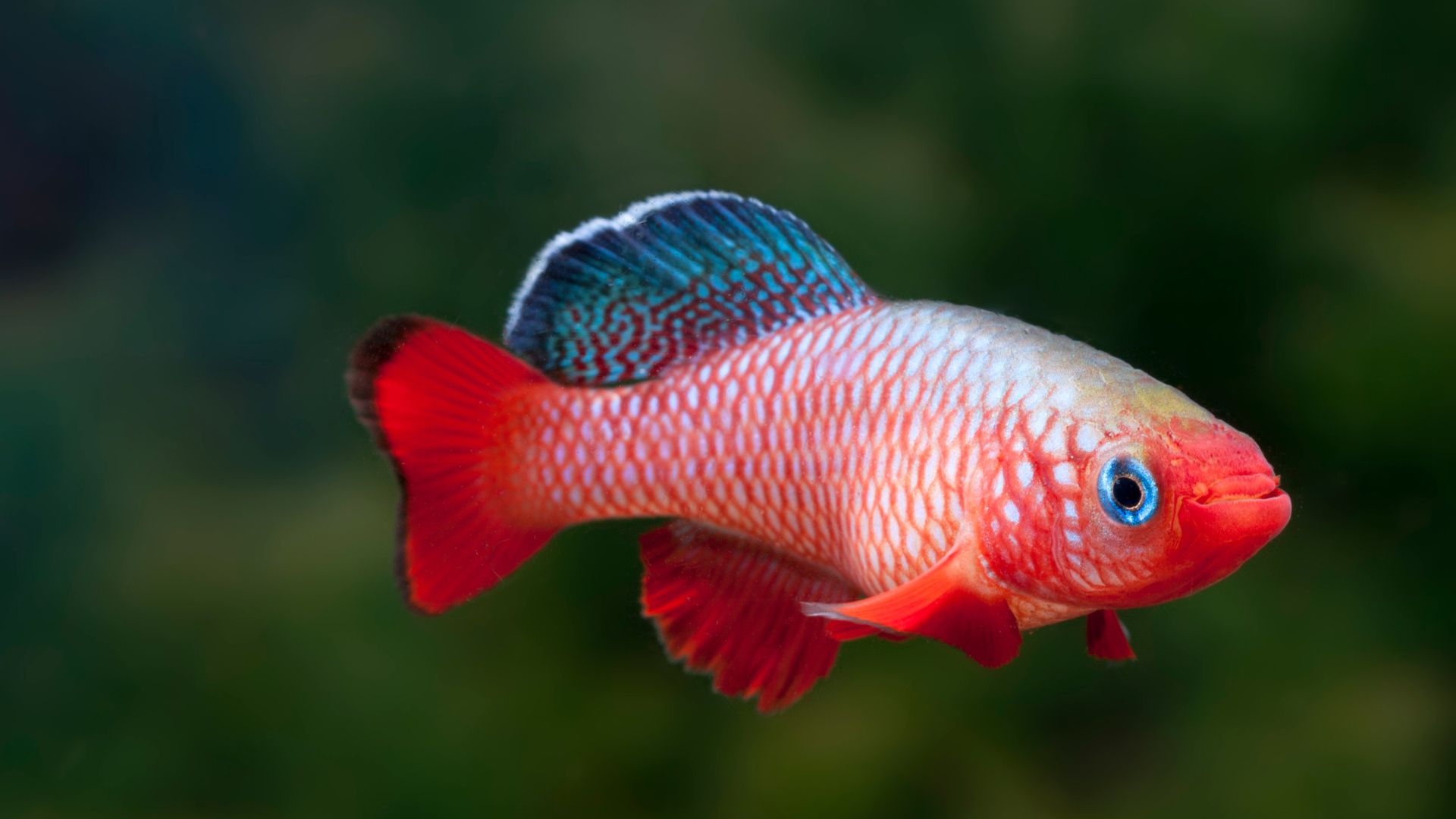 Killifish