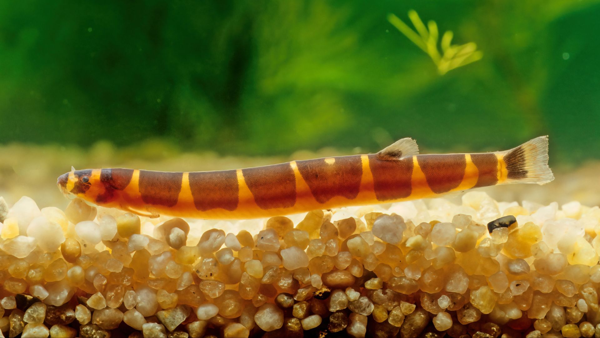 Kuhli Loach