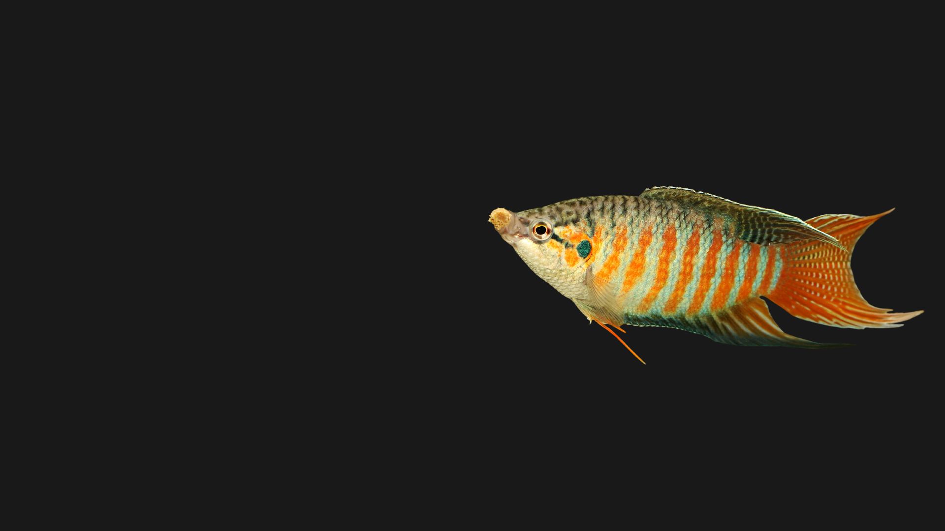 Paradise Fish On A Dark Background