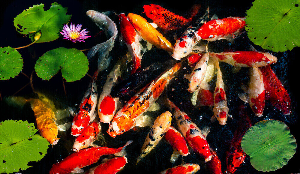 What Is The Best Food For Koi?