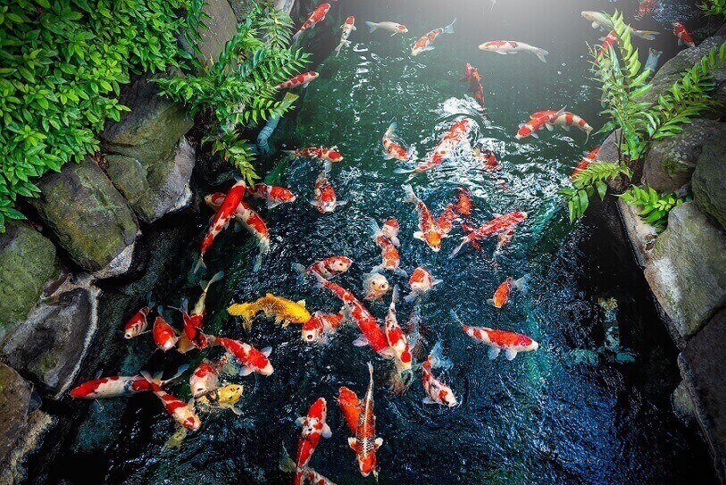 What is the Best Koi Pond Filter System?