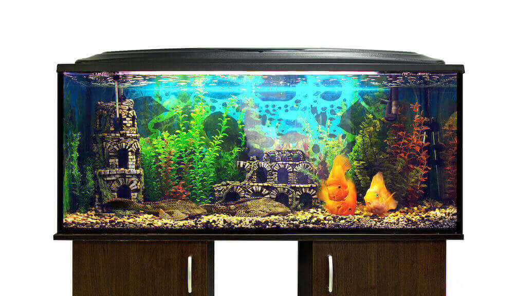 The most famous aquarium tank size for home-usage is the 75 gallon tank. 