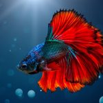 Fish Species Suitable for a 5-Gallon Aquarium