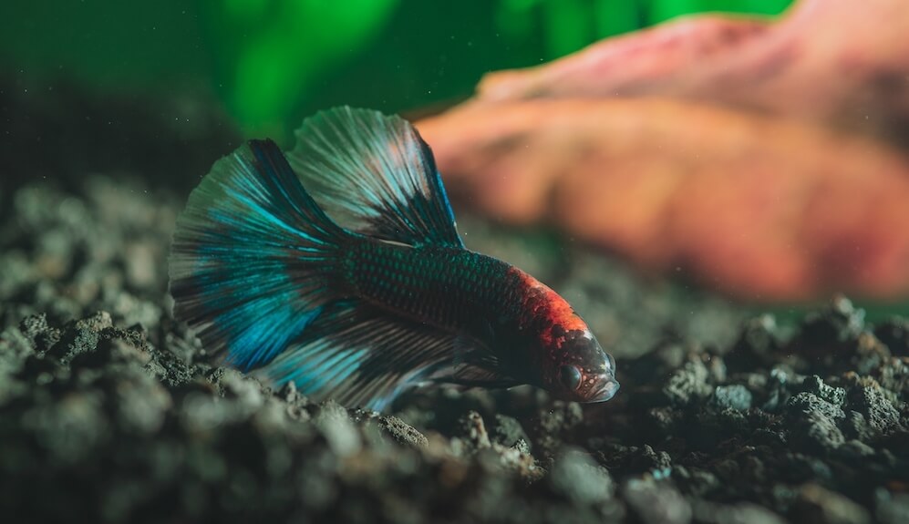 Best Substrate for Bettas