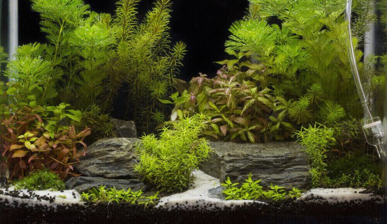 Best White Sand For Freshwater Aquarium – The Fish Keeping & Aquarium ...