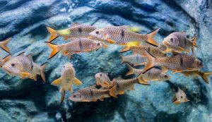 Can A Fish Drown In Water? - TheFishkeeping.Com