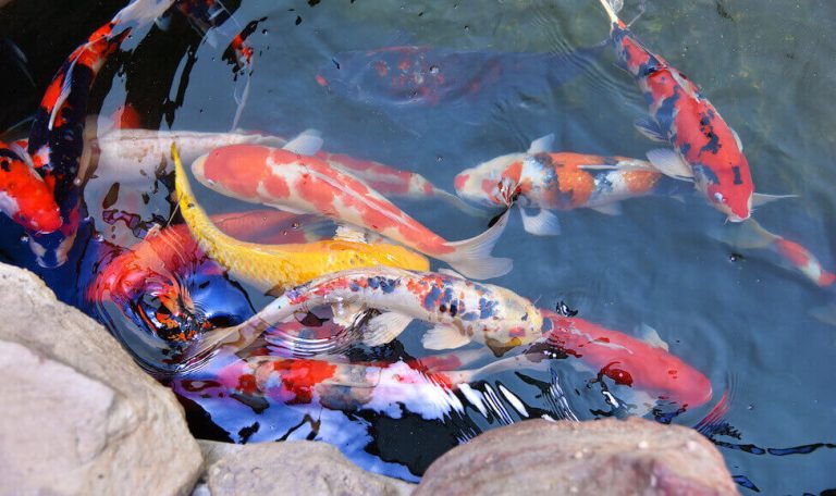 can-koi-fish-survive-winter-in-outdoor-pond-the-fish-keeping