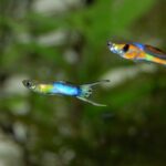 How Long Do Nano Fish Live: A Comprehensive Guide