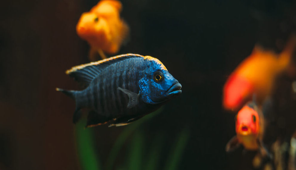 How To Care For African Cichlids?