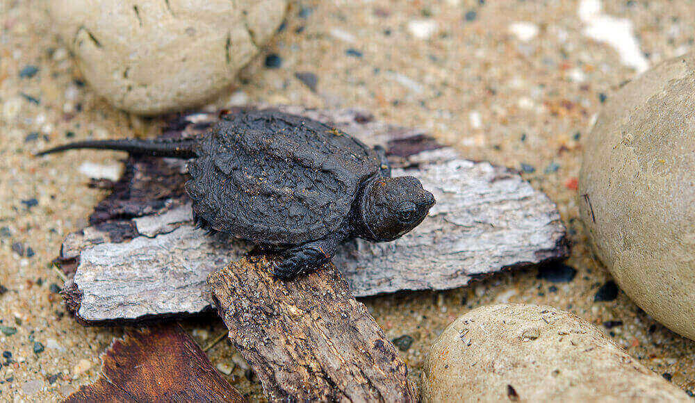 What Does A Baby Snapping Turtle Eat?