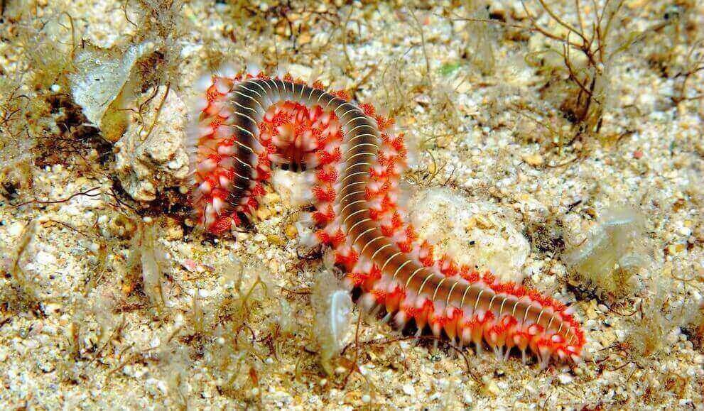 What is a Bristle Worm?