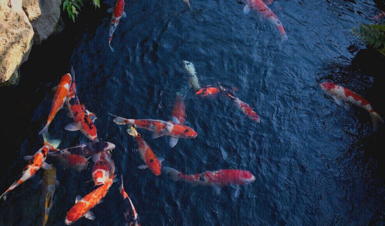 What Kind Of Fish Can Live In An Outdoor Pond Uk